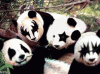 Kiss Pandas
